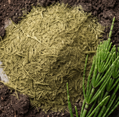 Horsetail Extract
