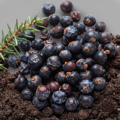 Juniper Berry