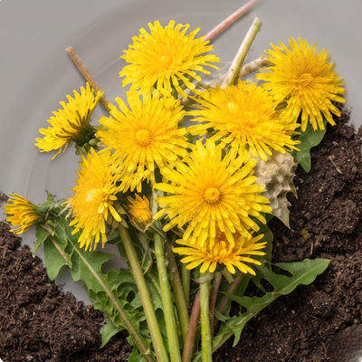 Dandelion Root
